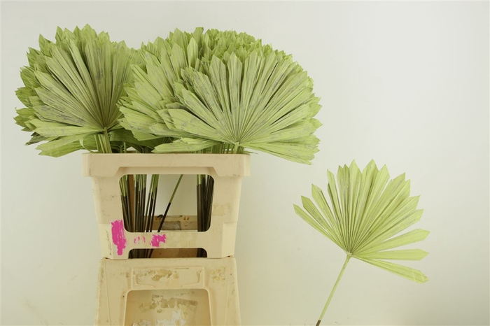 <h4>Droog Chamaerops L.groen</h4>