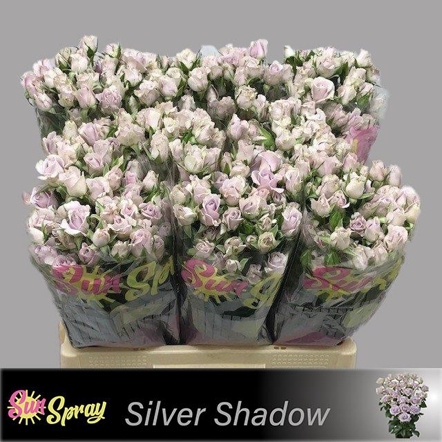 <h4>R TR SILVER SHADOW</h4>