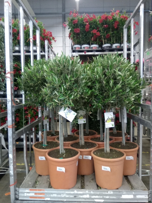 <h4>Olea Europaea</h4>