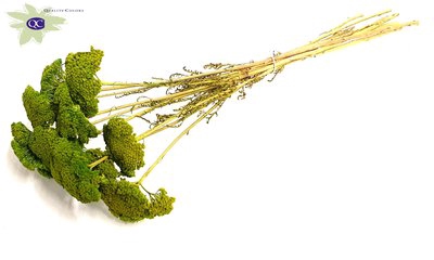 <h4>Achillea per stem unselected light green</h4>