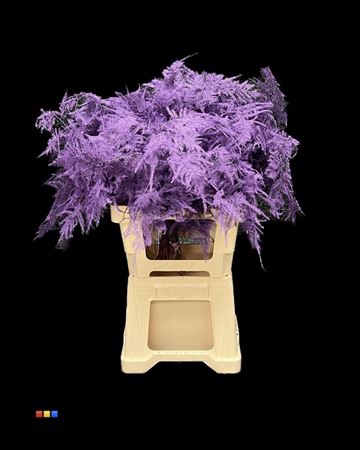 <h4>Asp Lang Purple</h4>