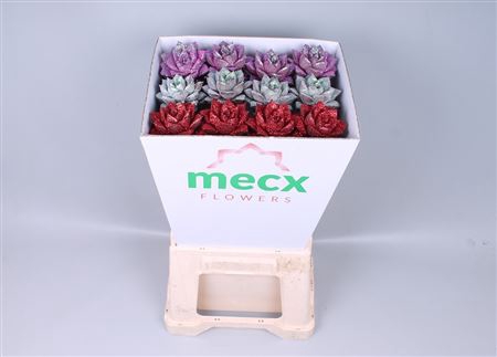 <h4>Echeveria glitter love mix mecx flowers</h4>