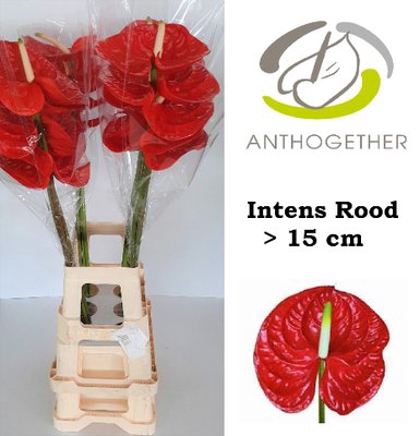 <h4>Anthurium red</h4>