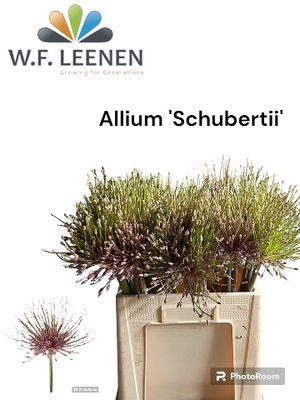 <h4>Allium schubertii</h4>