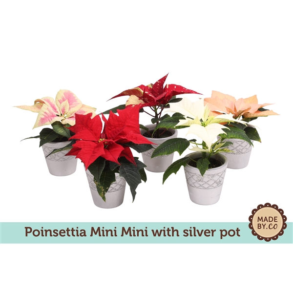 <h4>Euph. Poinsettia Mini Mix in Silver pot</h4>