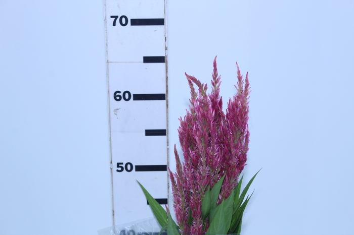 <h4>CELOSIA PLUMOSA 060 CM PINK</h4>