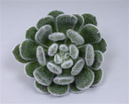 <h4>Echeveria green velvet cutflower</h4>