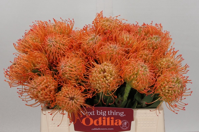<h4>Nutans queen julia</h4>