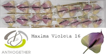 <h4>Anth A Max Violeta 16</h4>