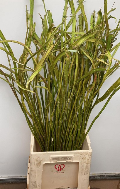 <h4>Salix sekka bandwilg</h4>
