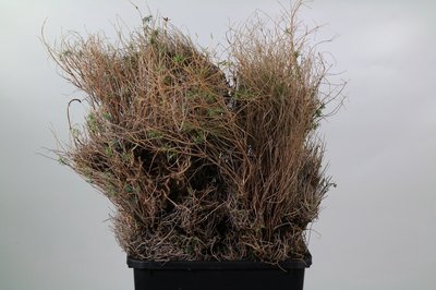 <h4>Leaf euphorbia spinoza</h4>