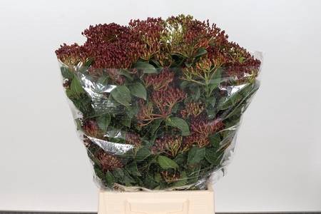 <h4>Viburnum met berry</h4>
