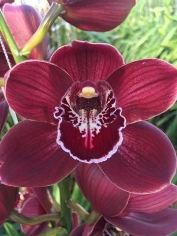 <h4>Cymbidium red beauty auckland</h4>