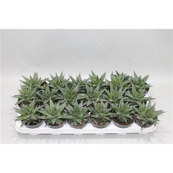 <h4>Aloe Flow</h4>