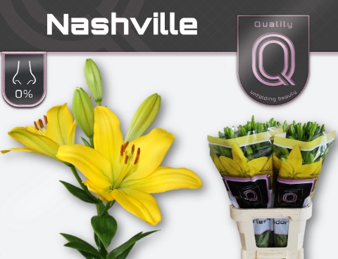 <h4>LI LA NASHVILLE 4+</h4>