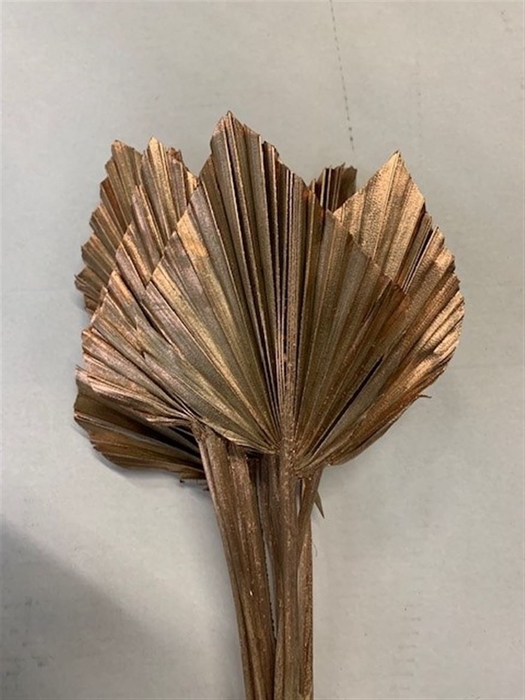 <h4>Dried Palm Spear 10pc Copper</h4>