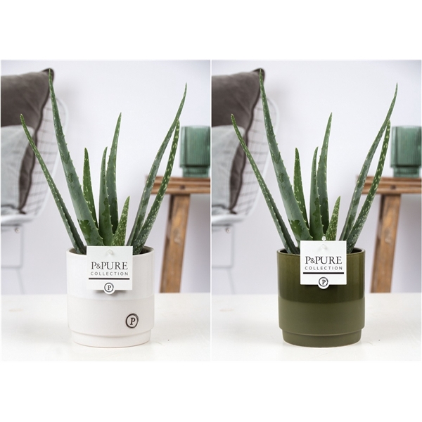 <h4>Aloe vera in Julia Groen/Wit keramiek</h4>