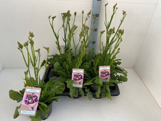 <h4>Limonium Latifolium</h4>