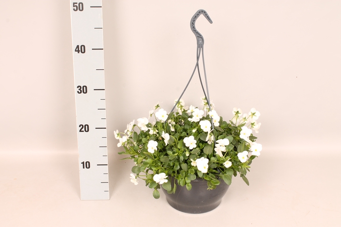 <h4>Hangpot 23 cm Viola cornuta White</h4>