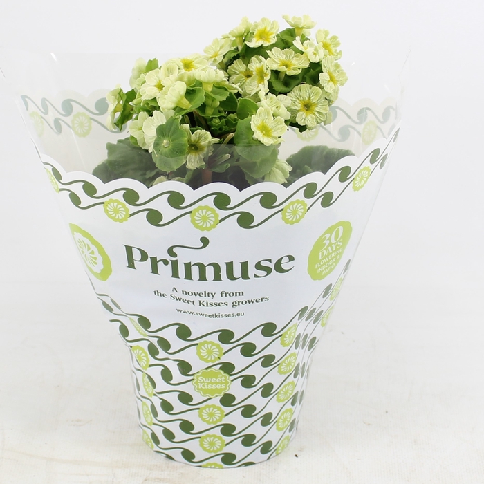 <h4>Prim.Pricanto Lime in Plastic Hoes</h4>