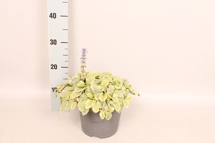 <h4>vaste planten 19 cm  Ajuga reptans Variegata</h4>
