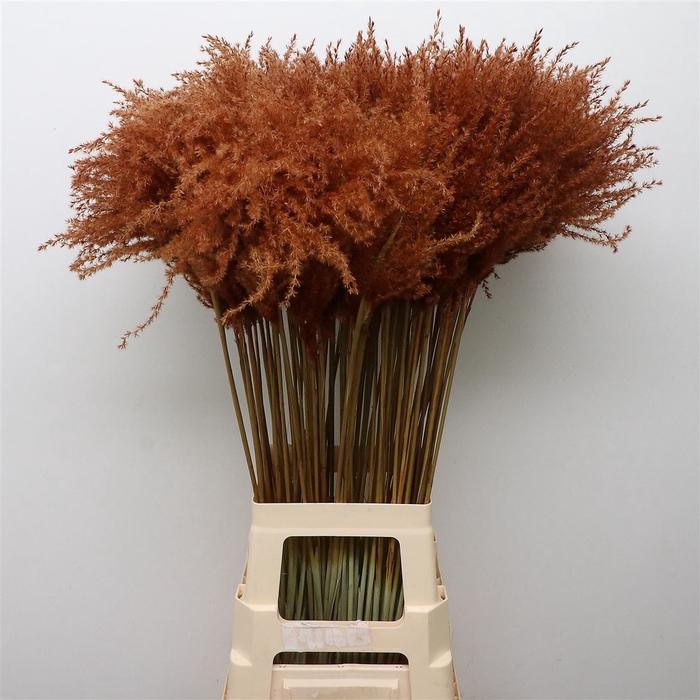 <h4>Dried Stipa Feather Chocolate</h4>