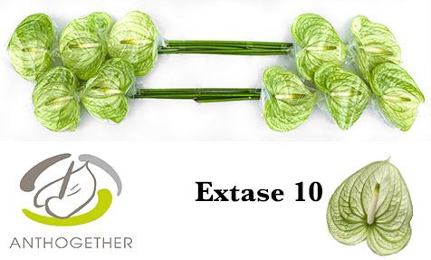 <h4>Anthurium extase</h4>