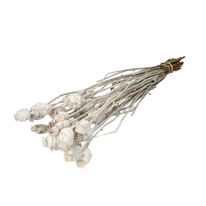 <h4>Droogbloem Papaver frosted 70cm</h4>