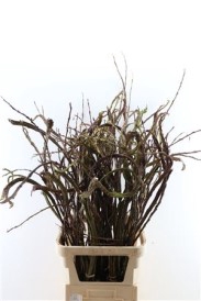<h4>Salix bandwilg</h4>