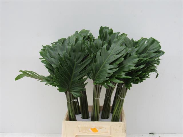 <h4>Leaf philodendron xanadu</h4>