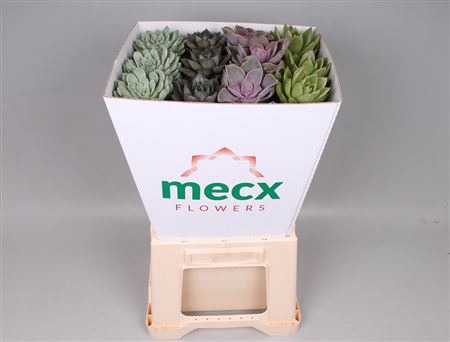 <h4>Echeveria mix mecx flowers</h4>