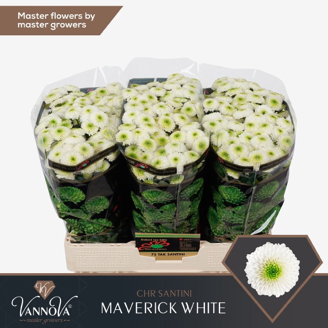 <h4>CHR S MAVERICK WHITE</h4>