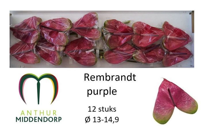 <h4>Anthurium rembrandt purple</h4>