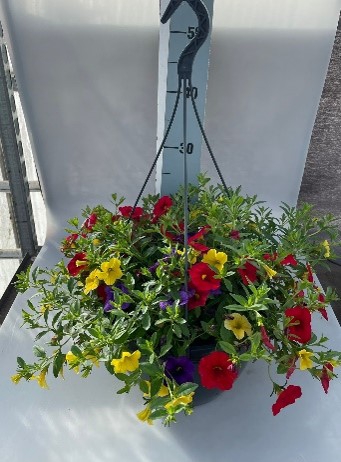 <h4>Calibrachoa Hybrid Celebration</h4>