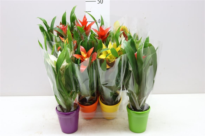 <h4>Bromelia Mix In Carly Keramiek</h4>