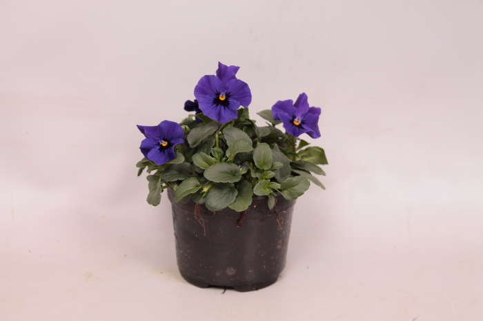 <h4>Viola cornuta F1 Deep Blue with Botch</h4>