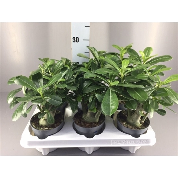 <h4>Adenium</h4>
