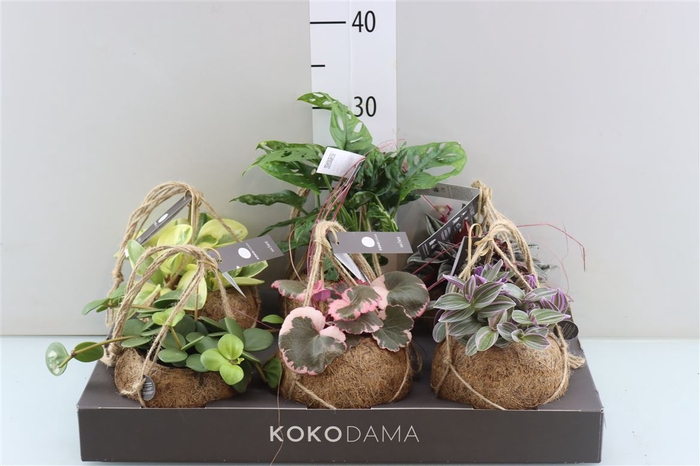 <h4>Opm Kokodama Ov Kamerplanten Gemengd</h4>