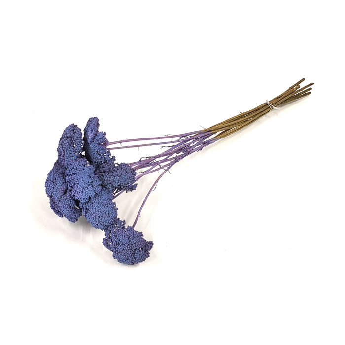 <h4>Achillea per stem Frosted Purple</h4>