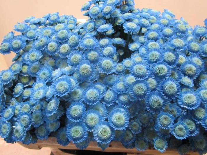 <h4>Chr T Stallion Blauw</h4>
