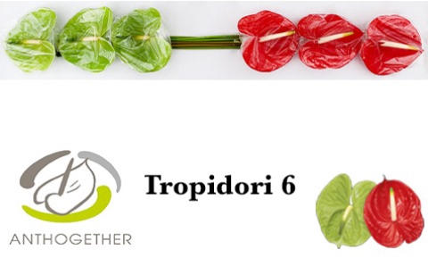 <h4>Anthurium tropidori mix</h4>