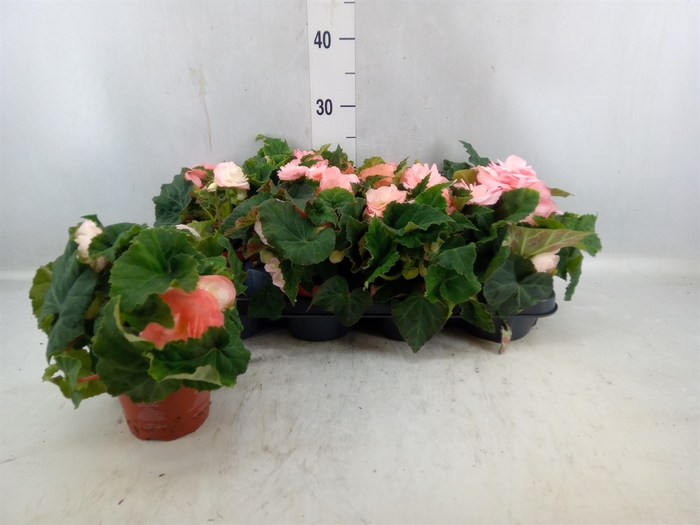 <h4>Begonia Tuber. 'fortune Dark Rose'</h4>