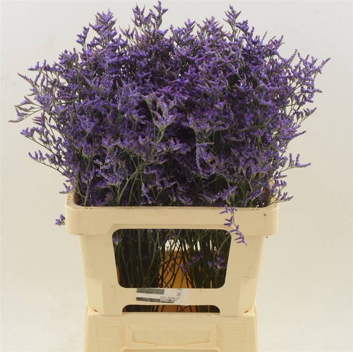 <h4>Limonium Safora Dark Blue</h4>