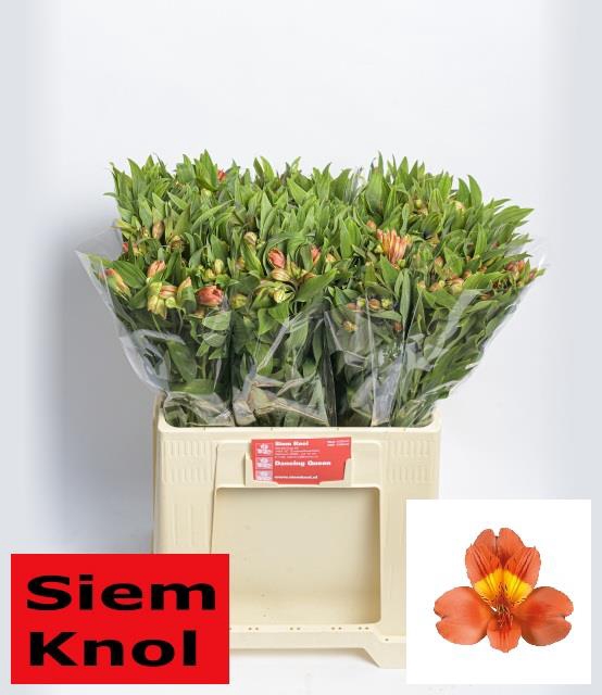 Les fleurs de Deborah