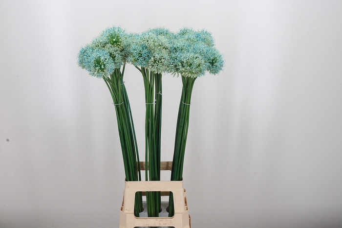 <h4>Allium Kl Bh Licht Blauw</h4>