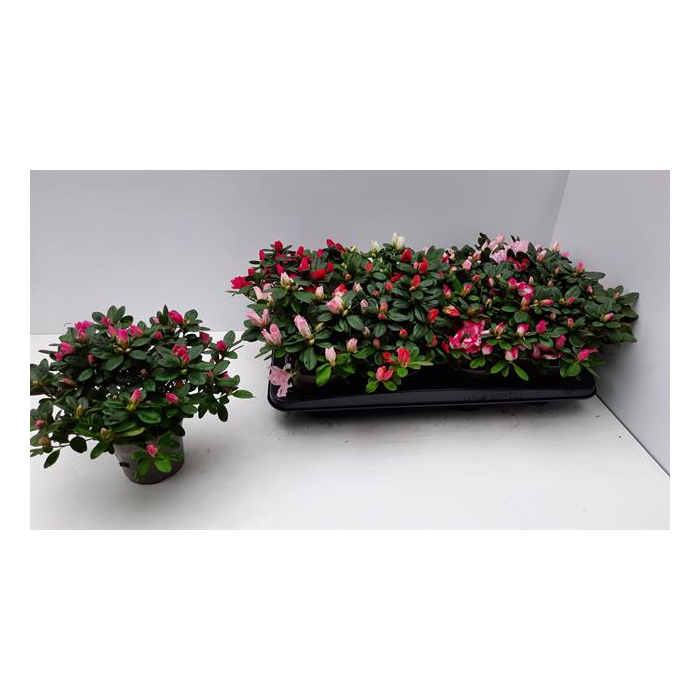 <h4>Rhododendron simsii mix 12Ø 25cm 25Ø</h4>