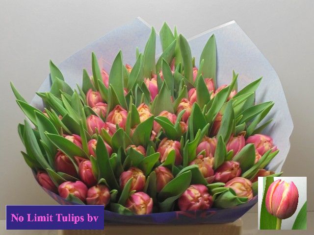 <h4>Tulipa do columbus</h4>