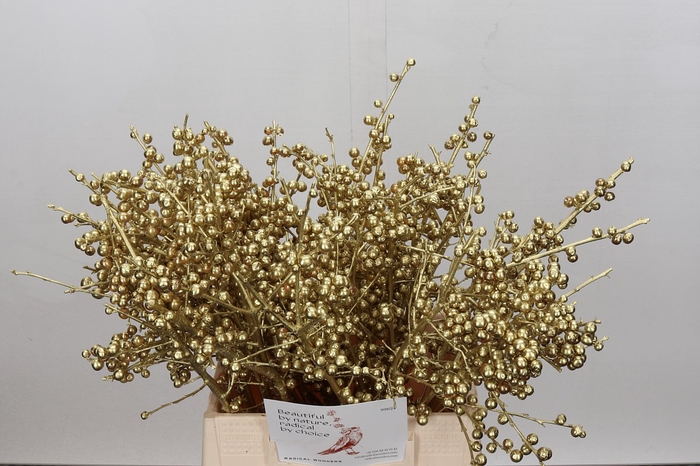 <h4>Ilex paint gold</h4>
