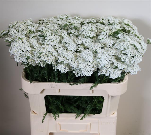 <h4>Achillea white beauty</h4>