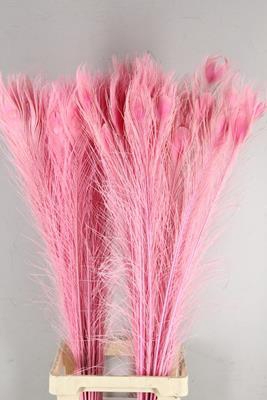 <h4>Feather Peacock L.pink  110cm</h4>